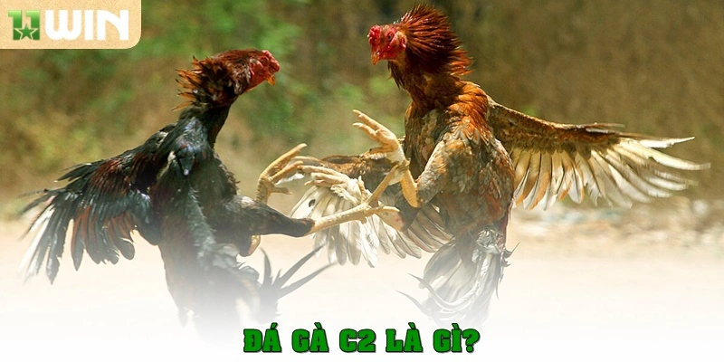Đá gà C2 là gì?