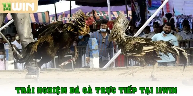 Trải nghiệm đá gà trực tiếp tại 11win